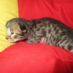 Savannah, F-2B, Brown Spotted Male DOB 3-26-18