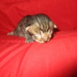 Savannah, F-2B, Brown Spotted Male DOB 3-26-18