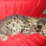 Savannah, F-2B, Brown Spotted Male DOB 3-26-18