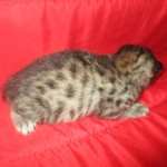 Savannah, F-2B, Brown Spotted Male DOB 3-26-18