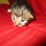 Savannah, F-2B, Brown Spotted Male DOB 3-26-18