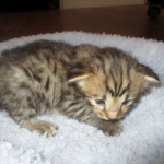 Savannah, F-2B, Brown Spotted Male DOB 3-26-18