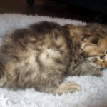 Savannah, F-2B, Brown Spotted Male DOB 3-26-18