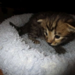 Savannah, F-2B, Brown Spotted Male DOB 3-26-18