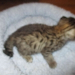 Savannah, F-2B, Brown Spotted Male DOB 3-26-18