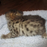 Savannah, F-2B, Brown Spotted Male DOB 3-26-18