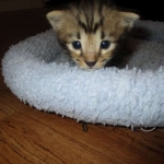 Savannah, F-2B, Brown Spotted Male DOB 3-26-18