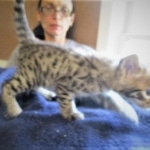 Savannah, F-2B, Brown Spotted Male DOB 3-26-18