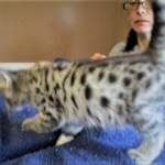 Savannah, F-2B, Brown Spotted Male DOB 3-26-18