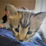 Savannah, F-2B, Brown Spotted Male DOB 3-26-18