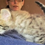 Savannah, F-2B, Brown Spotted Male DOB 3-26-18