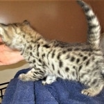 Savannah, F-2B, Brown Spotted Male DOB 3-26-18