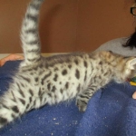 Savannah, F-2B, Brown Spotted Male DOB 3-26-18