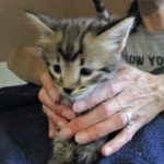 Savannah, F-2B, Brown Spotted Male DOB 3-26-18