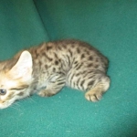 ISavannah, F-2B, Brown Spotted Male DOB 3-26-18