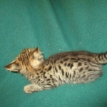 Savannah, F-2B, Brown Spotted Male DOB 3-26-18