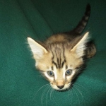 Savannah, F-2B, Brown Spotted Male DOB 3-26-18