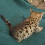 Savannah, F-2B, Brown Spotted Male DOB 3-26-18