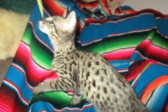 Buzz F-2B Savannah Brown Spotted Male #2 DOB 3/26/18