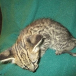 Savannah, F-2B, Brown Spotted Male DOB 3-26-18