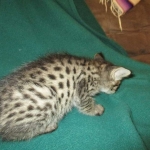 Savannah, F-2B, Brown Spotted Male DOB 3-26-18