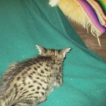 Savannah, F-2B, Brown Spotted Male DOB 3-26-18