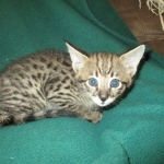 ISavannah, F-2B, Brown Spotted Male DOB 3-26-18