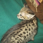 Savannah, F-2B, Brown Spotted Male DOB 3-26-18