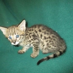 Savannah, F-2B, Brown Spotted Male DOB 3-26-18