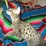 Savannah, F-2B, Brown Spotted Male DOB 3-26-18