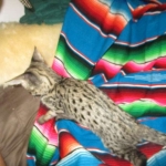 Savannah, F-2B, Brown Spotted Male DOB 3-26-18