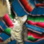 Savannah, F-2B, Brown Spotted Male DOB 3-26-18