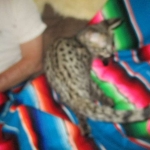 Savannah, F-2B, Brown Spotted Male DOB 3-26-18