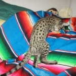 Savannah, F-2B, Brown Spotted Male DOB 3-26-18