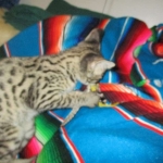 Savannah, F-2B, Brown Spotted Male DOB 3-26-18