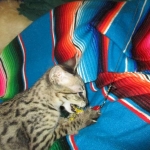 Savannah, F-2B, Brown Spotted Male DOB 3-26-18