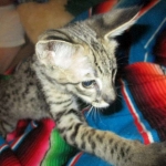 Savannah, F-2B, Brown Spotted Male DOB 3-26-18