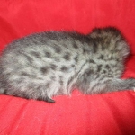 Savannah, F-2B, Brown Spotted Male DOB 3-26-18