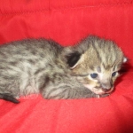 Savannah, F-2B, Brown Spotted Male DOB 3-26-18