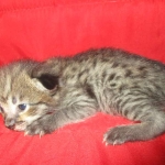 Savannah, F-2B, Brown Spotted Male DOB 3-26-18