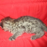 Savannah, F-2B, Brown Spotted Male DOB 3-26-18