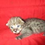 Savannah, F-2B, Brown Spotted Male DOB 3-26-18