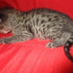 ISavannah, F-2B, Brown Spotted Male DOB 3-26-18