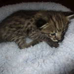 Savannah, F-2B, Brown Spotted Male DOB 3-26-18