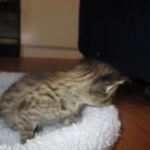 Savannah, F-2B, Brown Spotted Male DOB 3-26-18