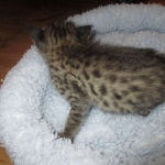 Savannah, F-2B, Brown Spotted Male DOB 3-26-18