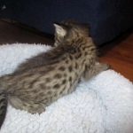 Savannah, F-2B, Brown Spotted Male DOB 3-26-18