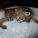 Savannah, F-2B, Brown Spotted Male DOB 3-26-18