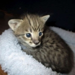 Savannah, F-2B, Brown Spotted Male DOB 3-26-18