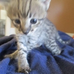 Savannah, F-2B, Brown Spotted Male DOB 3-26-18